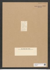 Diatomeae indet. Zeichnungen Sammlung Grunow Nr. 6255 (NHMW-BOT-W0374853)